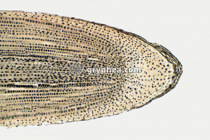 Racine de Jacinthe - Apex avec méristème et coiffe CL x15  - gryphea.com